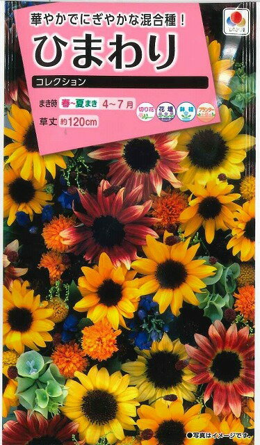 花の種 ひまわり コレクション 小袋 タキイ種苗 株 