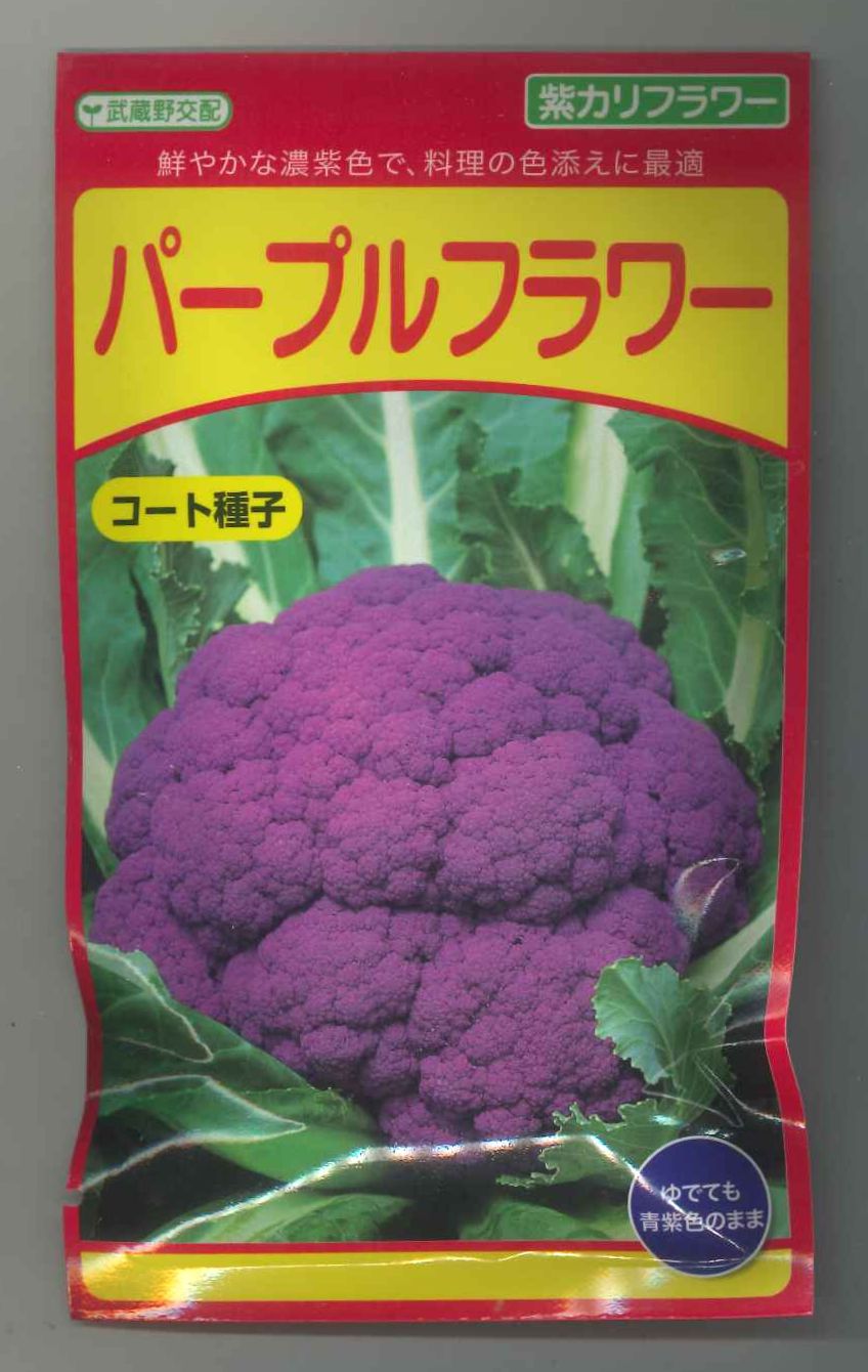 カリフラワー パープルフラワー コート種子 30粒 武蔵野交配