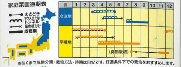 かぼちゃ特濃こふき5.6　100粒ナント種苗