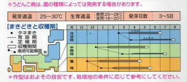メロンパンナ 9粒 タキイ種苗