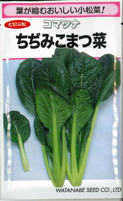 小松菜　ちぢみこまつ菜　20ml（およそ4900粒）　（株）渡辺採種場