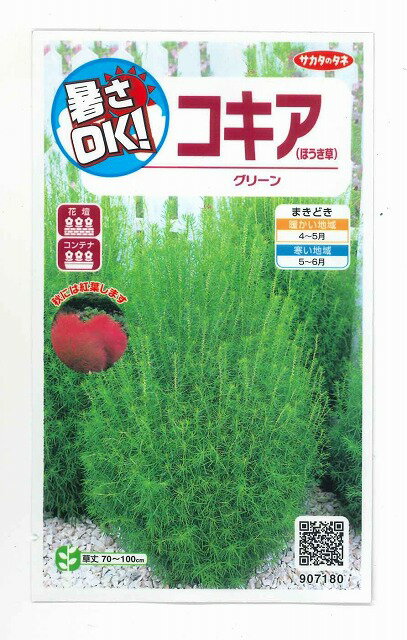 花の種 コキア ほうき草 グリーン約55粒 株 サカタのタネ 実咲