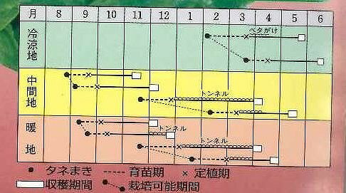 野菜種レタスマリアペレット種子１００粒タキイ育成