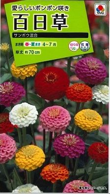 花の種　百日草　サンボウ混合　小袋タキイ種苗（株）