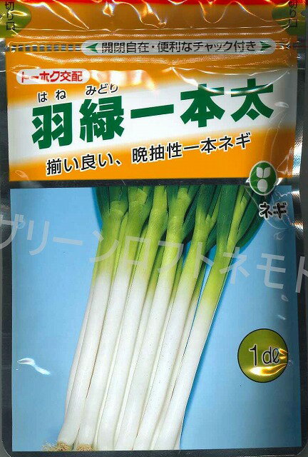 ねぎ 羽緑一本太葱 1dl(コートしてません) (株)トーホク