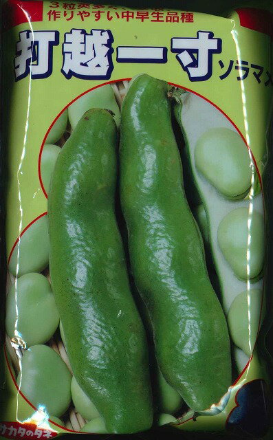 そら豆 打越一寸 1L(およそ220粒) (株)サカタのタネ