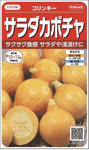 かぼちゃコリンキー約10粒（株）サカタのタネ　実咲400