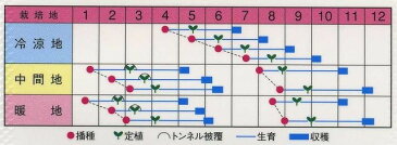 レタス トレビノ コート種子 20粒渡辺農事