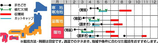 野菜種かぼちゃ栗えびす15粒タキイ交配