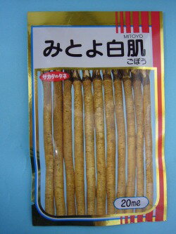 牛蒡 みとよ白肌 2dl サカタのタネ