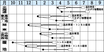 野菜種レタスバークレー０．６ｍｌタキイ育成