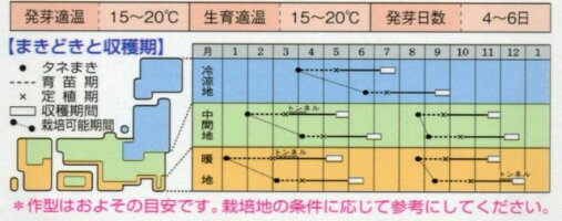 野菜種レタスダンシングペレット130粒タキイ交配