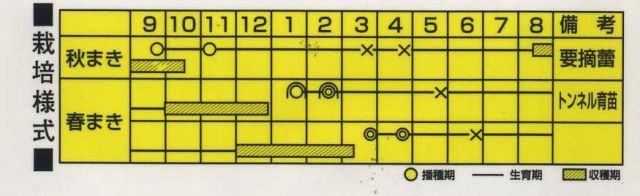 野菜種ねぎSUKIYAKI3mlカネコ種苗（株）