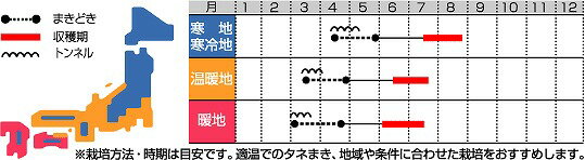 とうもろこしゴールドラッシュ2000粒 (株)...の紹介画像2