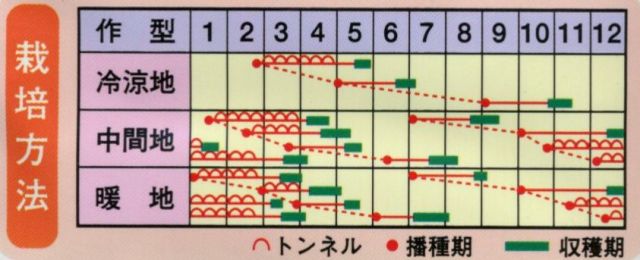 野菜種かぶ白馬4ml武蔵野種苗園