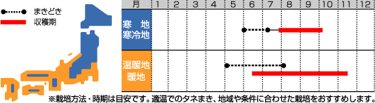 野菜種中国野菜エンツァイ（あさがおな）食彩サカタのタネ