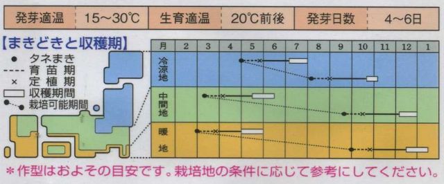 野菜種にんにく（ホワイト六片）青森産1個