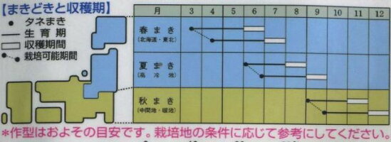 野菜種食用ビーツデトロイト・ダークレッド10ｍｌタキイ交配