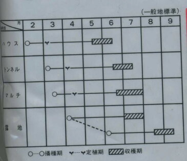 枝豆夏の装い　1L　サカタのタネ