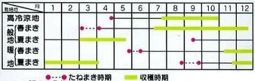 パセリ　瀬戸パラマウント　小袋　実咲サカタのタネ