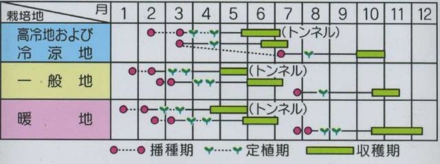 野菜種芽キャベツファミリーセブン1mlサカタ交配