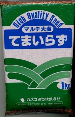 人気品種です！早めにお買い求めください！リビングマルチ用大麦　てまいらず（イネ科）1kg　カネコ種苗株式会社