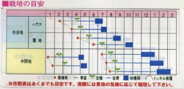 カリフラワー種　スパイラル　コート1000粒渡辺農事株式会社