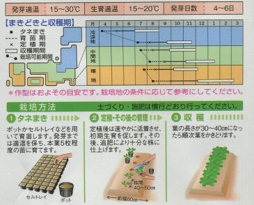 ケール青汁用ケール　6ml タキイ種苗