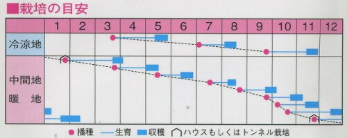 野菜種小松菜むらさき祭20ml渡辺交配