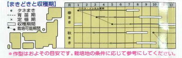 ねぎホワイトスター9mlタキイ交配