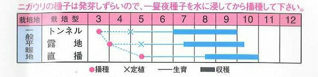 野菜種ニガウリ夏バテ不知SP１１粒渡辺農事（株）