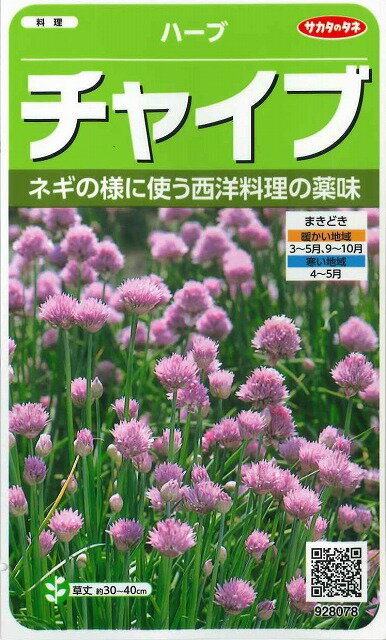 ハーブの種チャイブ　約215粒（株）