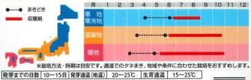 ハーブの種ペパーミント　小袋サカタのタネ