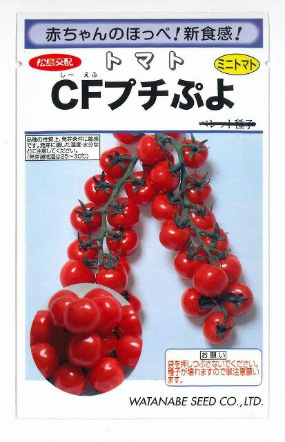 ミニトマトCFプチぷよ9粒松島交配