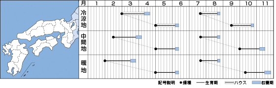 ほうれんそう タフスカイ Mサイズ 3万粒 タキイ種苗(株)