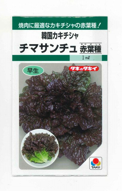 レタス韓国カキチシャ　チマサンチュ赤葉種0.9ml タキイ種苗（株）GF