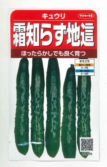 きゅうり 霜知らず地這 約50粒 (株)サカタのタネ 実咲350（002850）