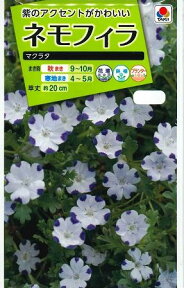 花の種　ネモフィラ　マクラタ1ml　タキイ種苗（株）