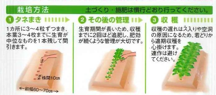 牛蒡サラダむすめ　（てがるゴボウ） 5ml　タキイ種苗　GF