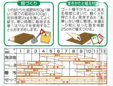 レタスハンサムグリーン100粒