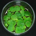 葉の表面は水を弾き、裏側はスポンジ状になっている浮遊植物です。水槽のアクアリウムだけでなく、小皿とかに水を入れて飾るだけでもとても綺麗です。CO2添加は不要です。初心者でも育成可能な簡単な品種です。大カップは直径約10センチ、容量200ccです。 【分類名】単子葉類 【科名】トチカガミ科 Hydrocharitaceae 【学名】Limnobium laevigatum (Willd.) Heine 【別名】アマゾントチカガミ 【分布】南米 【葉の色】緑系 【配置】前景 《商品の発送について》商品はご注文確定後、翌日までには発送いたします。ご注文確定後、お住いの地域にもよりますが、2〜3日で商品到着の予定です。なお店休日の土日、休日を挟む場合は、商品の到着が多少遅れる場合もございます。どうぞご了承ください。 なお、ネコポスは在宅、不在に関わらずポストに投函されるサービスです。そのため配達日時の指定ができません。配達日時指定を希望される方は、ゆうパックの方をご選択ください。 《当店の商品の農薬処理に関して》当店の農場では、水草に事前に農薬で処理して、スネールや害虫の対策を行っておりますが、時折十分に駆除できていない場合があるかもしれませんので、商品到着後、水槽にセットする前に今一度十分に水草をチェックなさって、水洗いなどを行い、スネールや害虫の幼虫、卵などがないか確認なさることをお勧めいたします。また商品発送前に十分に洗浄を行い水草に残農薬がないように処理しておりますので、たいていの場合そのまま水槽にセットしていただいても魚などに影響はありません。しかしシュリンプなどの小エビで農薬の影響を受けやすい個体の水槽にセットなさる際には、商品到着後まずは別水槽やバケツなどで数日間商品を水につけて残農薬の処理を完璧にしたのちに水槽にセットされることをお勧めいたします。アマゾン・フロッグビット（浮き草）【大カップ】【送料別】〔水上葉〕品質最優先の方は宅配便をお勧めします。《農場直送・初心者向き》水草/浮草/アクアリウム/アクアテラリウム/緑/おしゃれ/水草大卸/水草卸/水草小売/水草販売/水草通販/レイアウト/　　05P28Sep16 初心者でも育成可能な簡単な品種です。 8