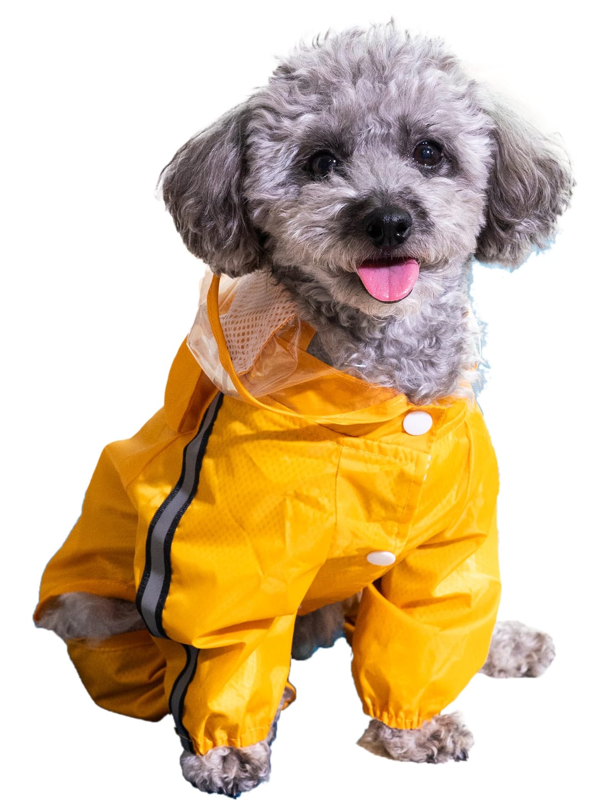 【雨散歩お悩みの方推奨！】 犬 レインコート かっぱ 中型犬 小型犬 犬かっぱ 犬レインコート 防水 雨 梅雨 犬用 ONLYわん!! (XS)