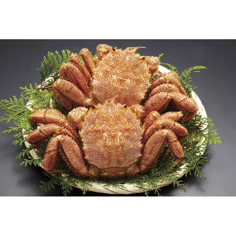 Υѡ ŷԾŹ㤨̳ƻܥӤ320g2 320*2[ty]פβǤʤ10,584ߤˤʤޤ