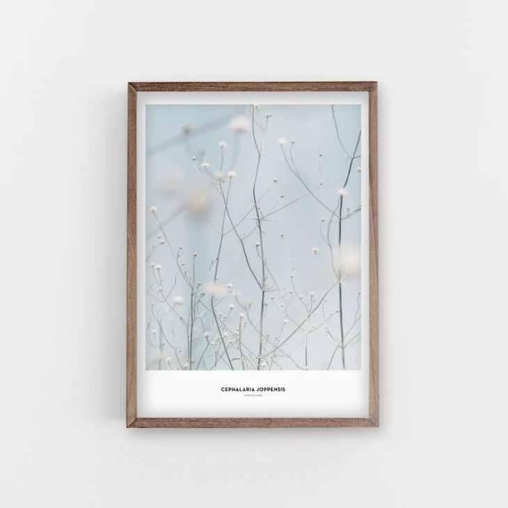 SIMPLISTIC LAYERS | Cephalaria Joppensis plant (APS10) | ȥץ/ȥݥ (50x70cm) ̲ եȥե ̵