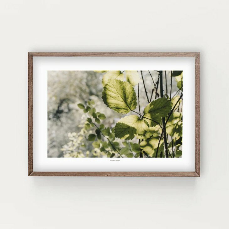 SIMPLISTIC LAYERS | Botanical (APS022) | �����ȥץ���/�����ȥݥ����� (50x70cm) �̲� �ե��ȥ���ե��� ��...