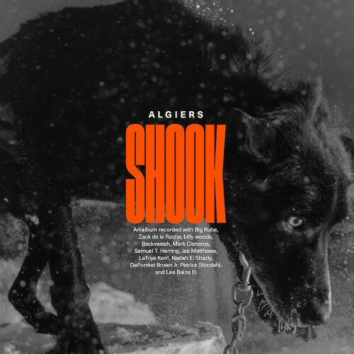 【SALE セール】ALGIERS / SHOOK (LTD / GOLD VINYL) (2LP)