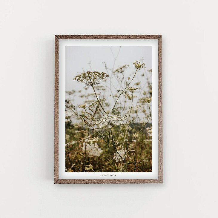 SIMPLISTIC LAYERS | WILD CARROT #2 (APS27) | アートプリント/アートポスター (50x70cm) 北欧 フォトグラフィー 送料無料