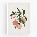 【スーパーSALE限定プライス】MICUSH | HARVEST - PEACHES | アートプリント/ポスター (30x40cm) 北欧 インテリア おしゃ...