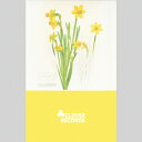 DAFFODIL-19 / CIRCUIT (TAPE) JZbge[v