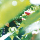 MINUANO / ある春の恋人 (LP) ミヌアノ LAMP ランプ レコード アナログ